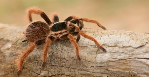 狼蛛能吃毒蛇.被蜘蛛吃掉的蛇中大约有30%是有毒的.