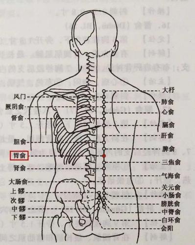 脾俞穴 在脊柱区,第11胸椎棘突下,后正中线旁开1.5寸.