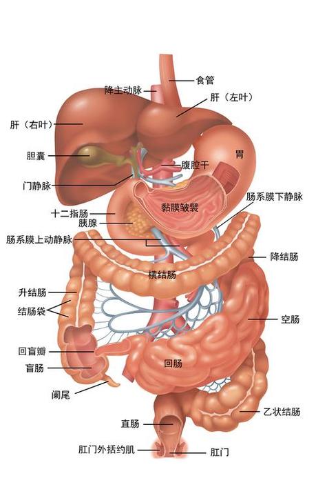 人体构造图标内脏器官位置 人体构造图标内脏器官位置胰腺痛的临床
