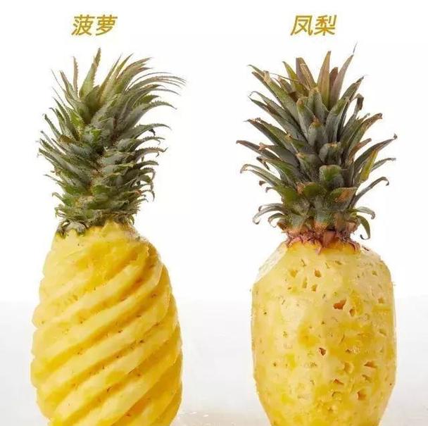 以上就是区别凤梨和菠萝的