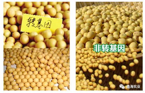 我们拟从中国的现实情况出发,明确提出发展中国非转基因大豆的应对
