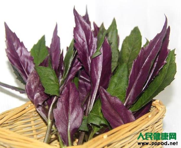 紫背天葵的功效与作用及食用方法