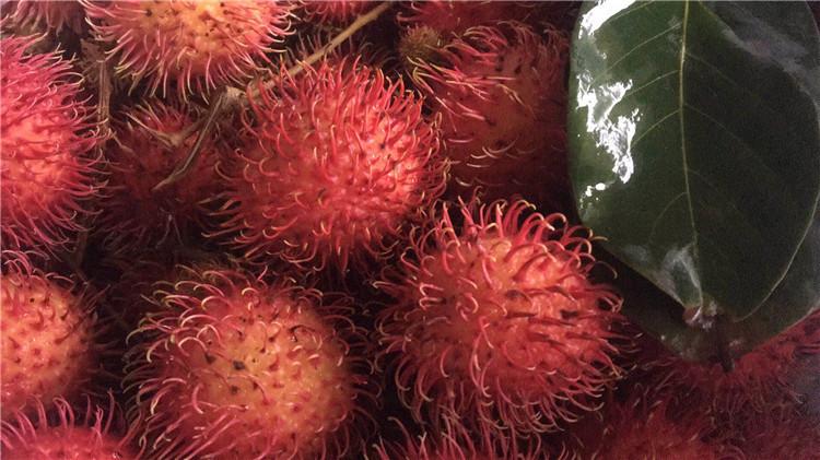 越南红毛丹泰国毛荔枝红毛果毛重5斤新鲜热带水果一件代发