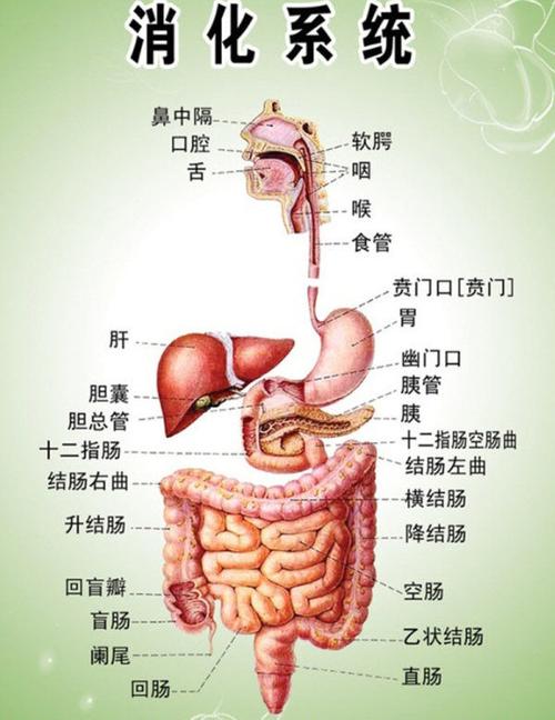 p0oouuu 馆藏分类    一,消化系统包括口腔,咽喉,食管,胃,肠道,消化腺