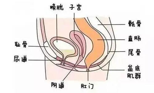 脱垂,膀胱脱垂及直肠脱垂 ◆阴道异常:阴道松弛,阴道痉挛及反复阴道炎