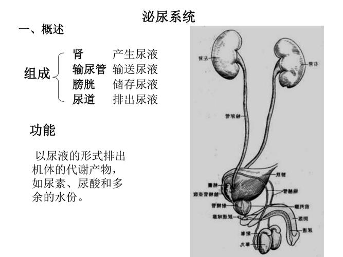 人体解剖之泌尿系统