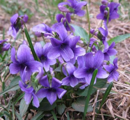 紫花地丁是一种什么样的植物