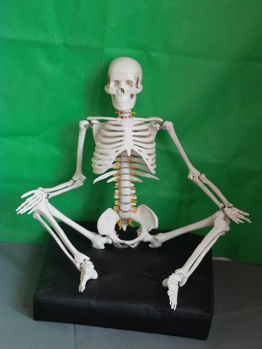 人体骨骼模型45 85cm骨架模型 人体脊柱模型脊椎模型医用骨骼骷髅_双