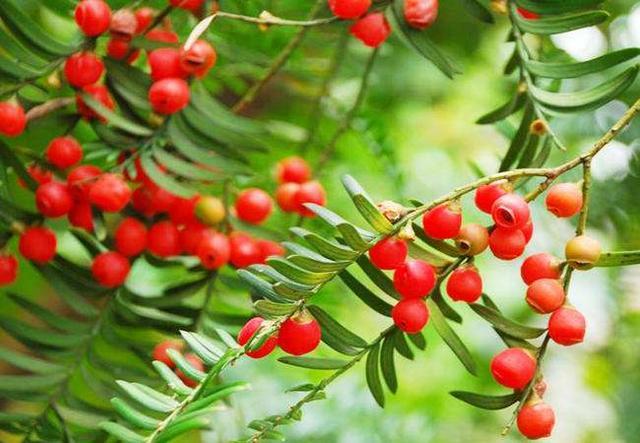 红豆杉的作用 红豆杉的作用(红豆杉的功效与作用的功能与主治) 生活