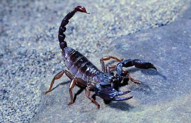 蝎子的药用附方-蝎子-农人养殖网