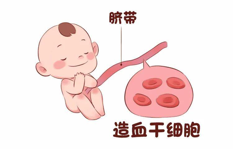 浙江省儿保血液科主任医师汤永明脐带血是什么有必要保存吗