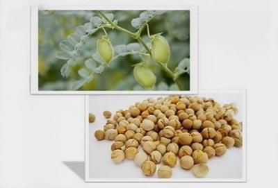 鹰嘴豆的营养价值及功效与作用