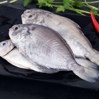 新鲜海捕肉鲳鱼鲳鱼鲜活冷冻银鲳鱼白鲳鱼平鲳鱼生鲜  姒桀 每斤6-8条