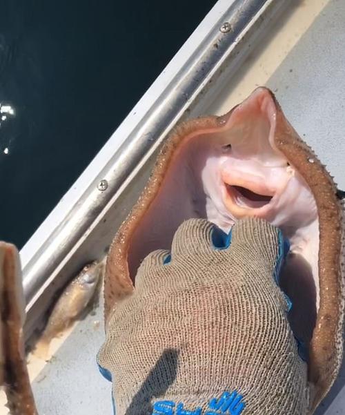美国一名渔民分享给鳐鱼挠痒痒视频惹争议被批虐待动物