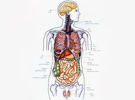 人体器官分布图简图-人体器官分布图简图,人体,器官,分布图,简图