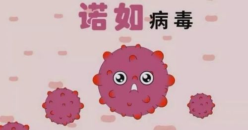 廉江市博恩幼儿园健康教育宣传:诺如病毒高发季,预防知识要知道