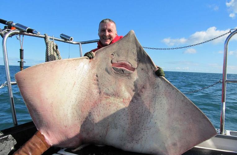 高清:爱尔兰海域最大鳐鱼 长8英尺重百磅