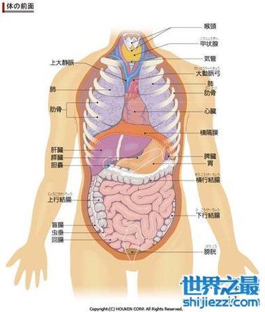 人体器官分布图介绍五脏六腑的位置都在哪