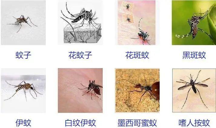 为什么蚊子偏爱你真的是因为血型么