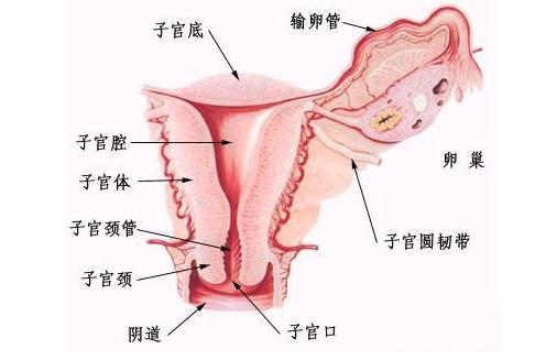 可以看到:子宫,输卵管,卵细胞,卵巢,子宫内膜,宫颈,宫颈外口和阴道