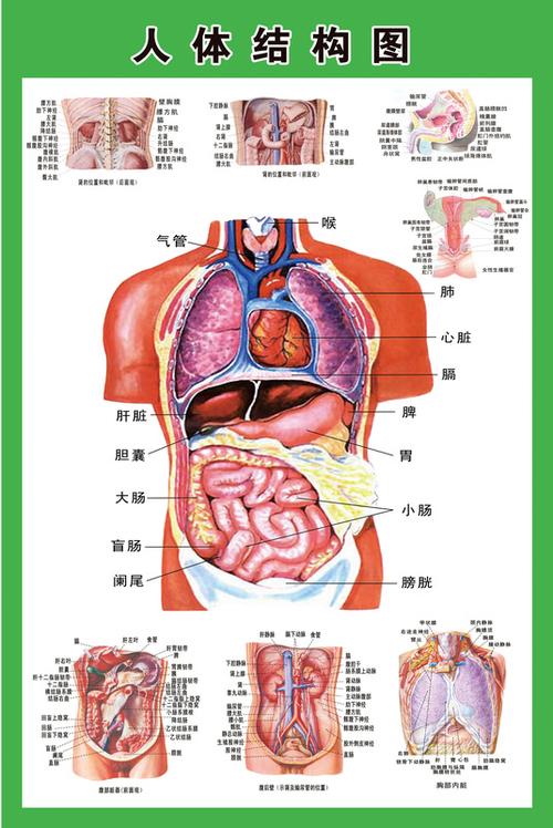 宣传挂图人体器官心脏结构图医院海报羡瑜 人体内脏位置分布图(二) pp