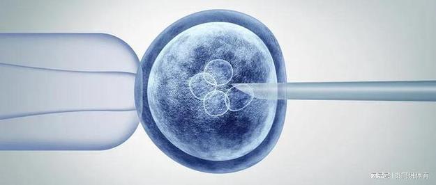 冷冻胚胎移植成功率高吗立生素对试管移植的作用
