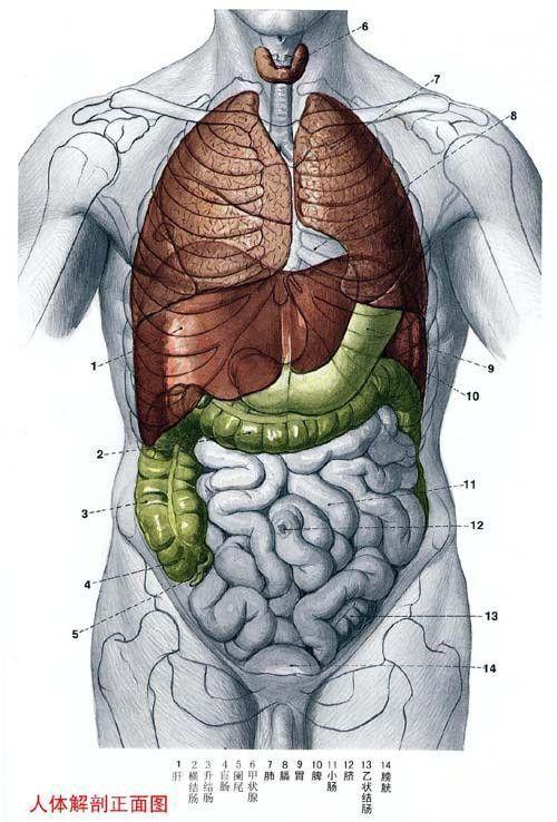 生活知识科普大全人体内脏结构图五脏六腑图片位置图