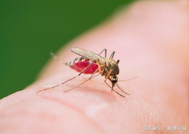 蚊子叮人也挑食人类的4种血型蚊子喜欢喝哪种血型的血