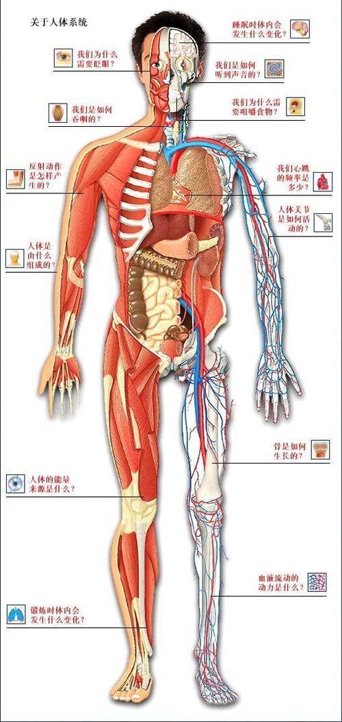 人体内的器官的手抄报手抄报版面设计图