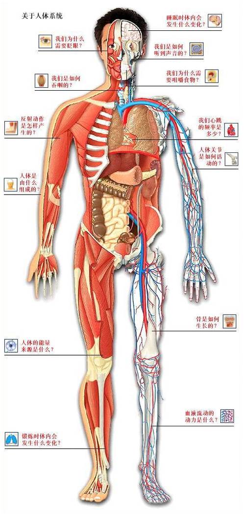 人体结构组织图(人体下半部分结构)