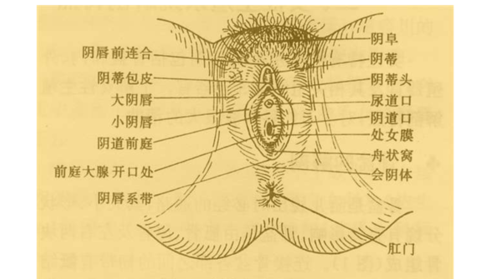 前chishuyong|九级 在左右小阴唇上面的连接处,通常有阴蒂包皮覆盖