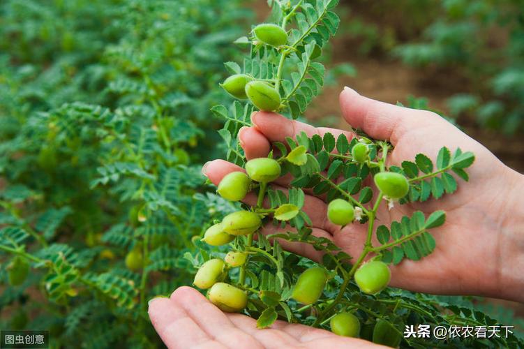 鹰嘴豆被誉为黄金豆,国内种植规模不大,但想发展种植得考虑周全