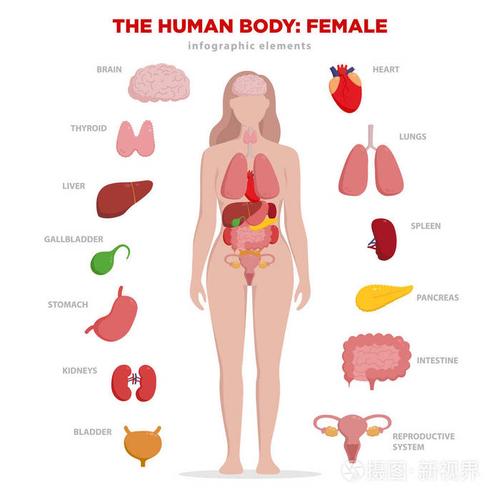 人体解剖学图表元素与一套内部器官被隔绝在白色背景和被安置在女性