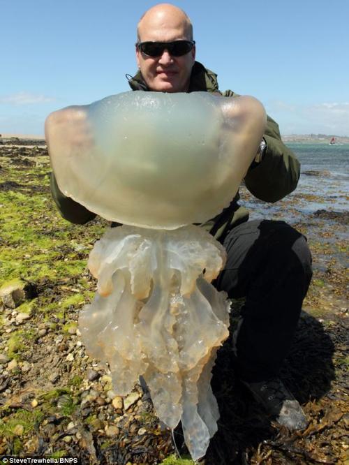 巨型水母被冲上美国海岸