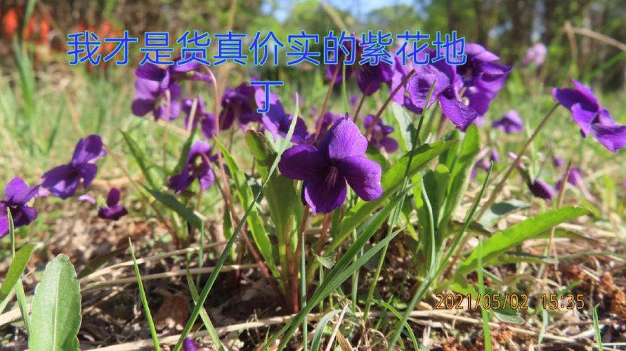 紫花地丁堇菜科堇菜属多年生草本植物