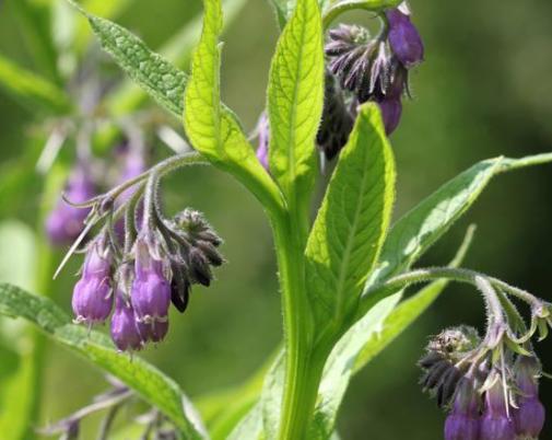 紫草的功效与作用及禁忌紫草是一种常见的中草药