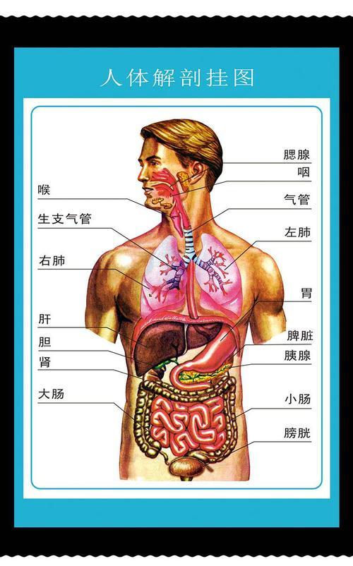 挂图器官心脏结构挂图画医院海报人体皮肤人体内脏位置图人体内脏结构