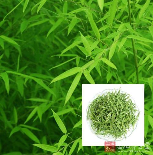 竹叶的功效与作用 竹叶茶具有解渴消暑的作用