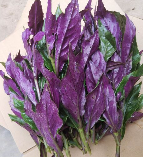 紫背天葵菜种苗观音菜红凤菜血皮菜根阳台盆栽时令蔬菜四季种包邮--爱