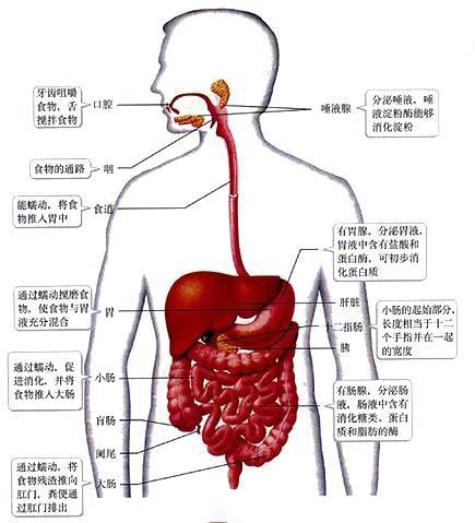 人体消化系统图