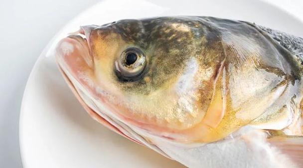 这五种鱼别吃有毒致癌(鱼身上一个部位有毒)(9)