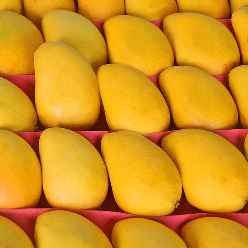 海南小台农芒果新鲜9斤现摘小台芒果整箱应当季热带水果-阿里巴巴