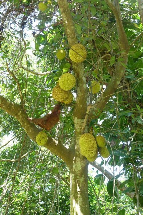 海南菠萝蜜树图片
