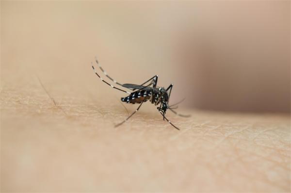 招蚊体质20种化合物导致你被偏爱蚊子其实并不能分辨血型