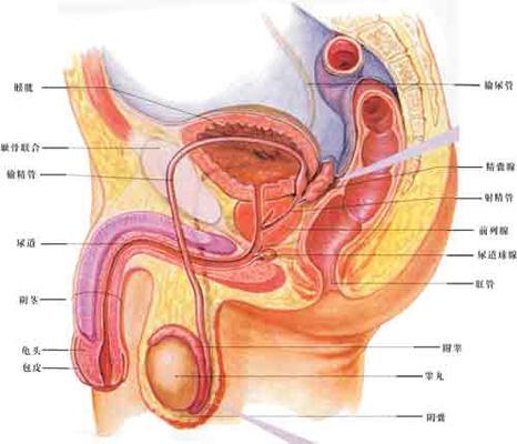 前列腺在人体什么位置