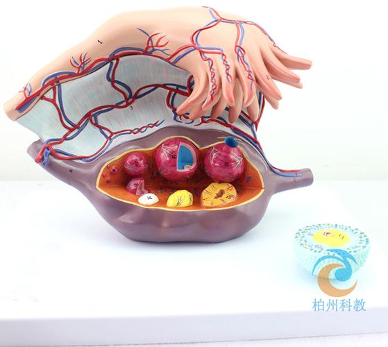 卵巢子宫模型,人体卵巢模型,计划生育卵巢演示模型_上海柏州科教设备
