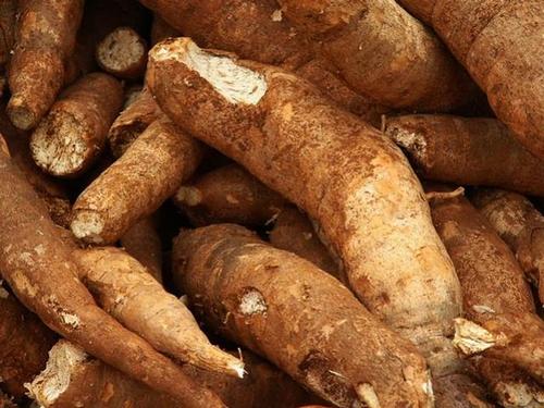 广西7岁男童吃木薯中毒身亡注意这种东西150克就会致死
