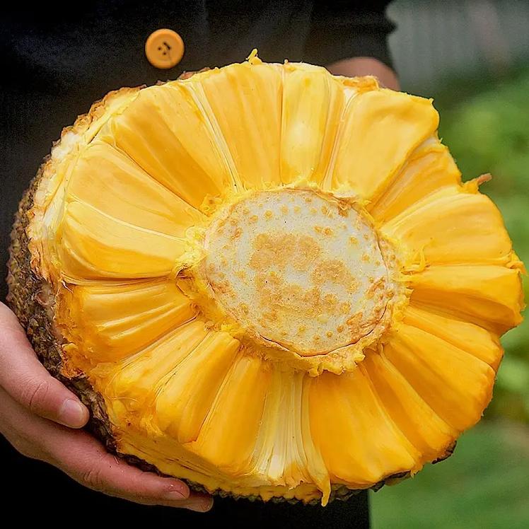 菠萝蜜的功效与作用    减肥    菠萝蜜几乎含有人体所需 - 抖音