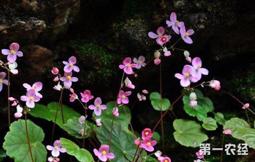 南京特色种植业紫背天葵