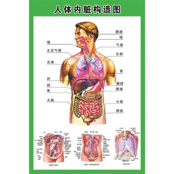 解剖示意图医学宣传挂图人体器官心脏结构图医院海报 人体内脏构造图